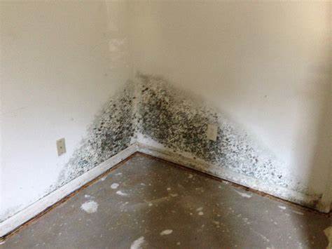 The Quick Guide to Mold Remediation: 5 Steps to Successful Mold Removal 