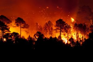 How To Protect Your Home and Household From Forest Fires 
