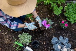 The Best Holiday Gifts for Aspiring Gardeners